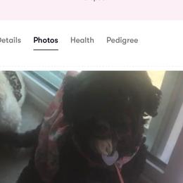 Dolce - Black female Maltipoo puppy in Apple Valley, California from Boujeepups