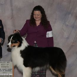 Australian Shepherds from Mtn Springs Kennels