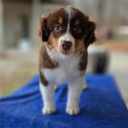 Maraschino - Red tri-color female Miniature American Shepherd puppy in Bowling Green, Kentucky from Flawlessly Kennel