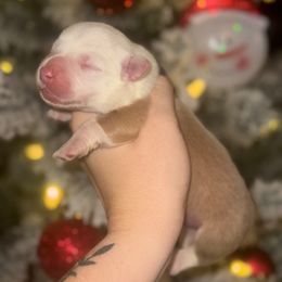 Jasper - Fawn and white male American Corgi puppy in East Oakdale, California from Rhettro Kennels