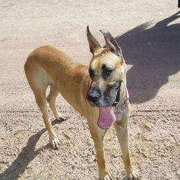 Great Danes from Anuska Kennels