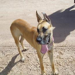 Great Danes from Anuska Kennels