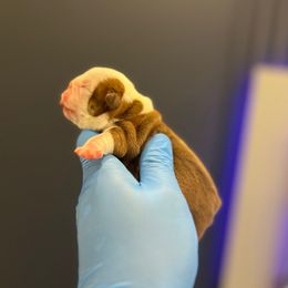 Bella - Red and white female Bulldog puppy in Charlotte, North Carolina from Golden Leaf Kennels LLC
