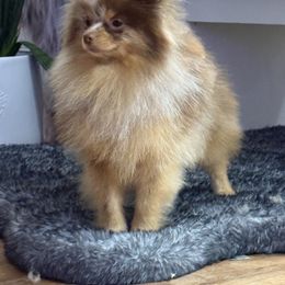 Mathew - Pomeranian