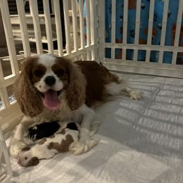 Cavalier King Charles Spaniels from Wilburn Cavalier King Charles