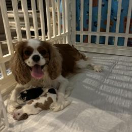 Cavalier King Charles Spaniels from Wilburn Cavalier King Charles