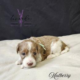 Mulberry - Merle female Cockapoo puppy in Mancelona, Michigan from Lavender poodles & doodles