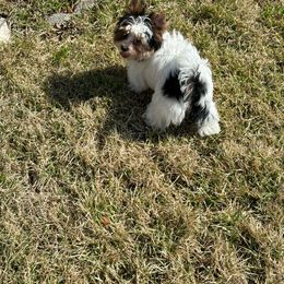 Coco - Biewer Terrier