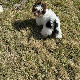 Coco - Biewer Terrier