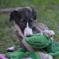 Borzoi Puppies from Highgarden Borzoi
