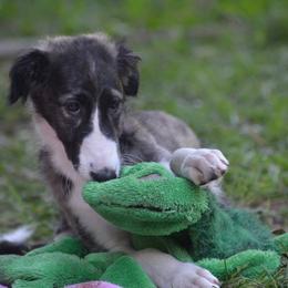 Borzoi Puppies from Highgarden Borzoi