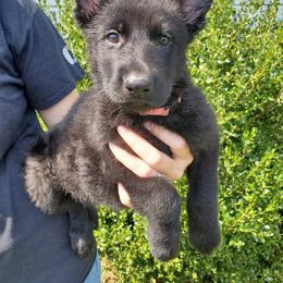 German Shepherd Puppies from Sheldon Shepherds LLC