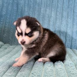 Jinu - Black and white male Pomsky puppy in Aberdeen, Idaho from Willow Creek Cresteds
