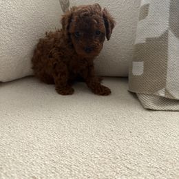 Poncho - Red  male Poodle puppy in Fresno, California from Bri’s Toy Poodles
