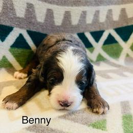 Benny - Merle male Bernedoodle puppy in Sandy, Oregon from MC Doodles