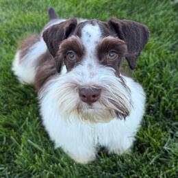 Iggy - Parti male Miniature Schnauzer puppy in Diamond Valley, Utah from JoJo's Schnauzers