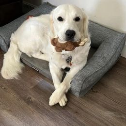 Golden Retriever All Grown Up from West KY Goldens and Doodles