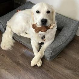 Golden Retriever All Grown Up from West KY Goldens and Doodles