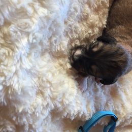 Bernedoodle Puppies from Cry Woof LLC