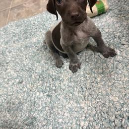 Sweetest 1 - Liver roan female German Shorthaired Pointer puppy in Troy, North Carolina from Uwharrie GSP