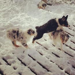 Australian Shepherd Puppies from Diamond Aussies N the Rough