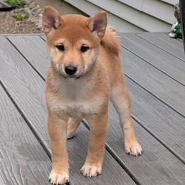 Red male - Red male Shiba Inu puppy in Warren County, New Jersey from Yellow Gate Kennel