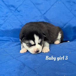 Baby girl 3 - Black and white female Siberian Husky puppy in Ocala, Florida from Florida Husky Puppies
