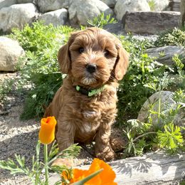 Australian Labradoodle Puppies from Starlight Ridge Australian Labradoodles