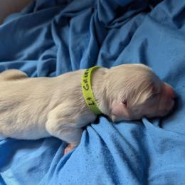 Light Green Girl - Light golden female Golden Retriever puppy in Peoria, Arizona from Nordic Woof's Golden Retrievers