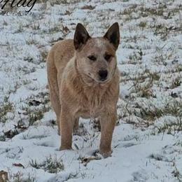 Flag - Australian Cattle Dog