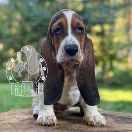 Meadow - Black white and brown female Basset Hound puppy in Dingess, West Virginia from Tuckers' Howling Hounds