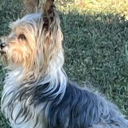 Ginny Rose - Yorkshire Terrier