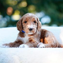 Blu - Red  male Goldendoodle puppy in Spokane, Washington from Puppy Love