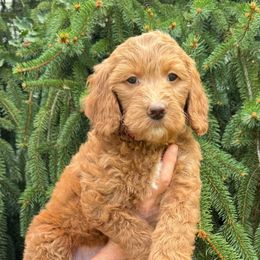 Cinnamon - Red  female Goldendoodle puppy in Newark, Ohio from Valleydayle Doodles and Wheatens