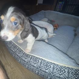 Girl 2 - Piebald female Dachshund puppy in Stockton, California from Royalty Weenies