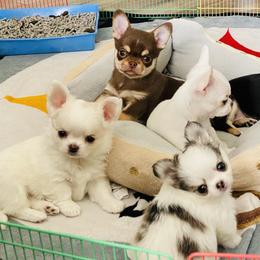 Chihuahua Puppies from Stardom Chihuahuas