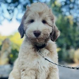 Assorted Doodle Crosses and Poodle Puppies from Denim and Diamond Doodles