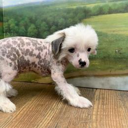 Dolly's BLUE EYED White HH Boy - White and black male Chinese Crested puppy in Lexington, Michigan from Affinity