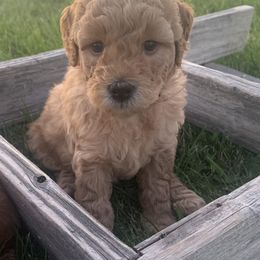 German Shorthaired Pointer and Labradoodle Puppies from Faddis Family Farms