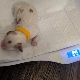 Yellow 'Sunny' - Blenheim female Cavapoo puppy in Newport, North Carolina from Crystal Coast Cavapoodles