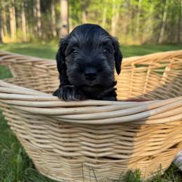 Tucker - Black and silver male Miniature Schnauzer puppy in Akeley, Minnesota from Great Northern Schnauzers