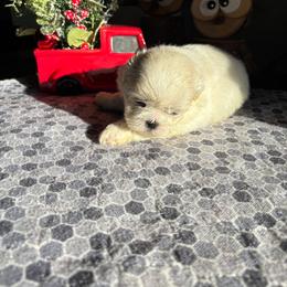 Girl 3 - Cream and white female Shih Tzu puppy in Eastanollee, Georgia from G & J Shih Tzu