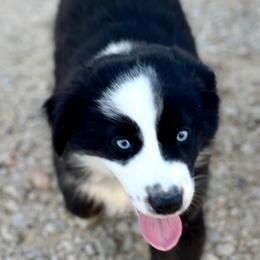 Buster - Black & white male Miniature Australian Shepherd puppy in Luling, Texas from Little Wood Toy and Mini Aussies