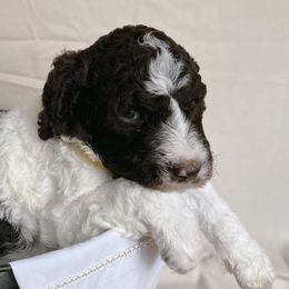 Poodles from Black Creek Poodles & Doodles
