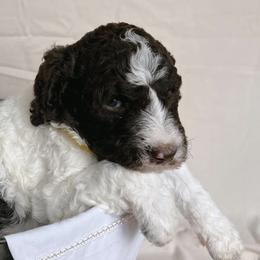 Poodles from Black Creek Poodles & Doodles