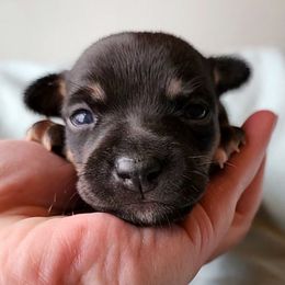 Girl 3 - Black and white female Teddy Roosevelt Terrier puppy in Claremore, Oklahoma from Travelin' Man Terriers