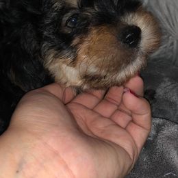 Biewer Terriers, Morkies, Yorkipoos, and Yorkshire Terriers from Yorkie Your Soulmate Puppy