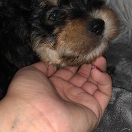 Biewer Terriers, Morkies, Yorkipoos, and Yorkshire Terriers from Yorkie Your Soulmate Puppy