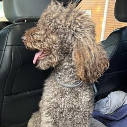 Olive - Poodle