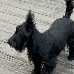 Australian Shepherds, Poodles, and Scottish Terriers from Not Of This World Aussies, Scottie’s, Poodles, & Doodles
